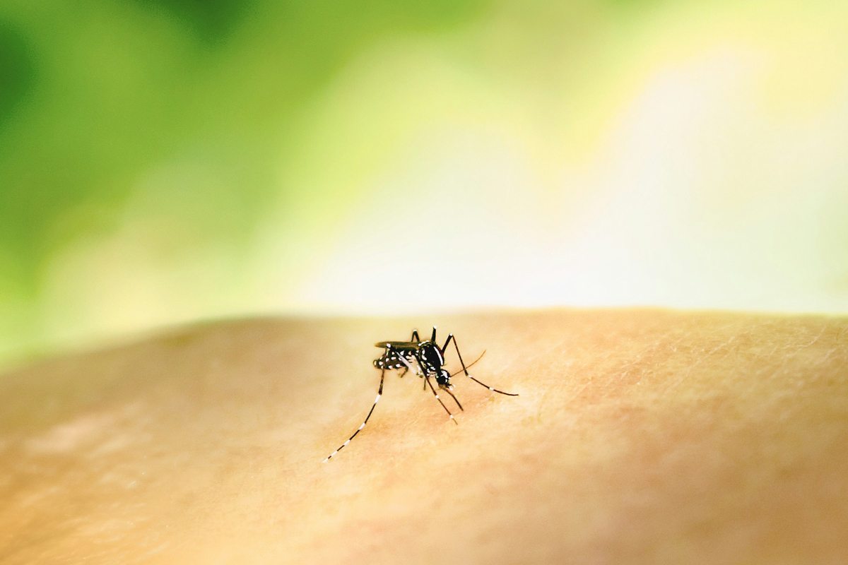 A mosquito