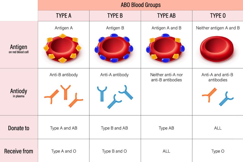 Diagram of blood types explained