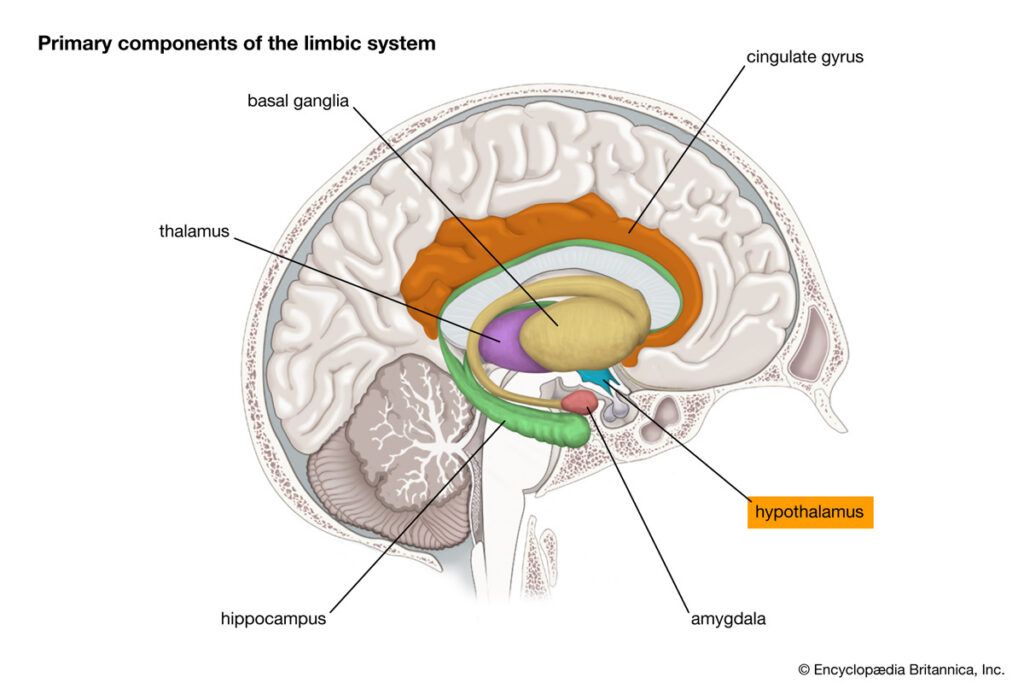 Illustration and diagram cross-section of the brain