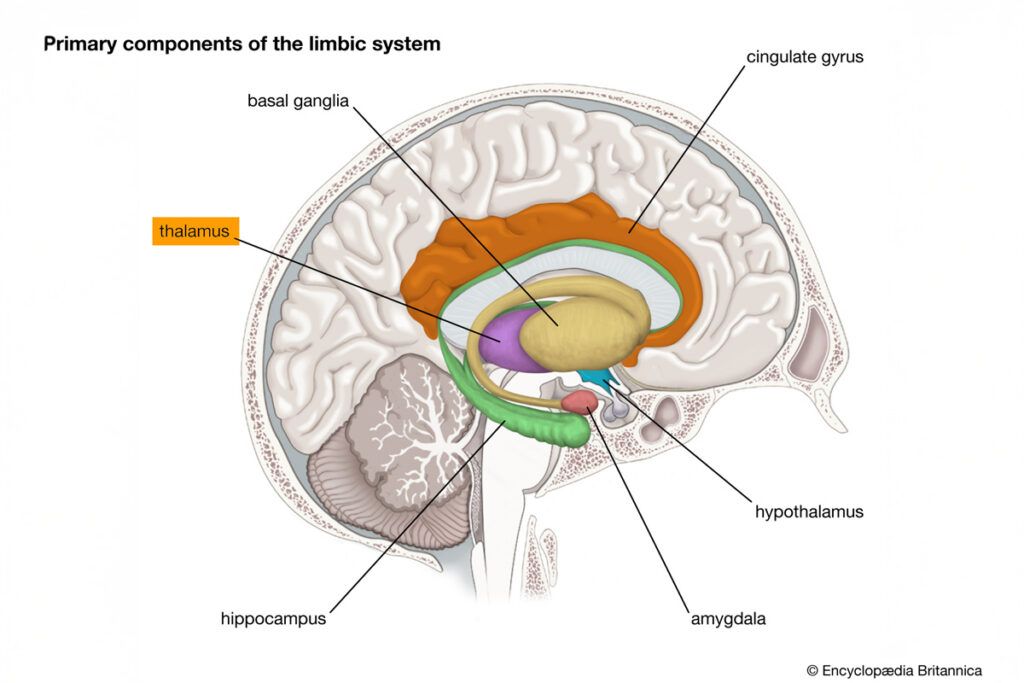 Diagram of the primary components of the limbic system