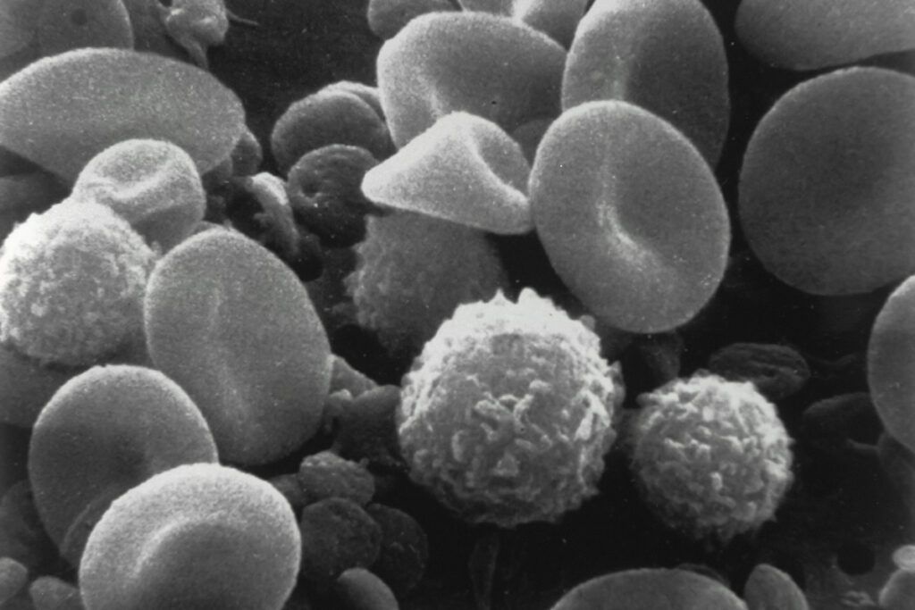 Blood cells