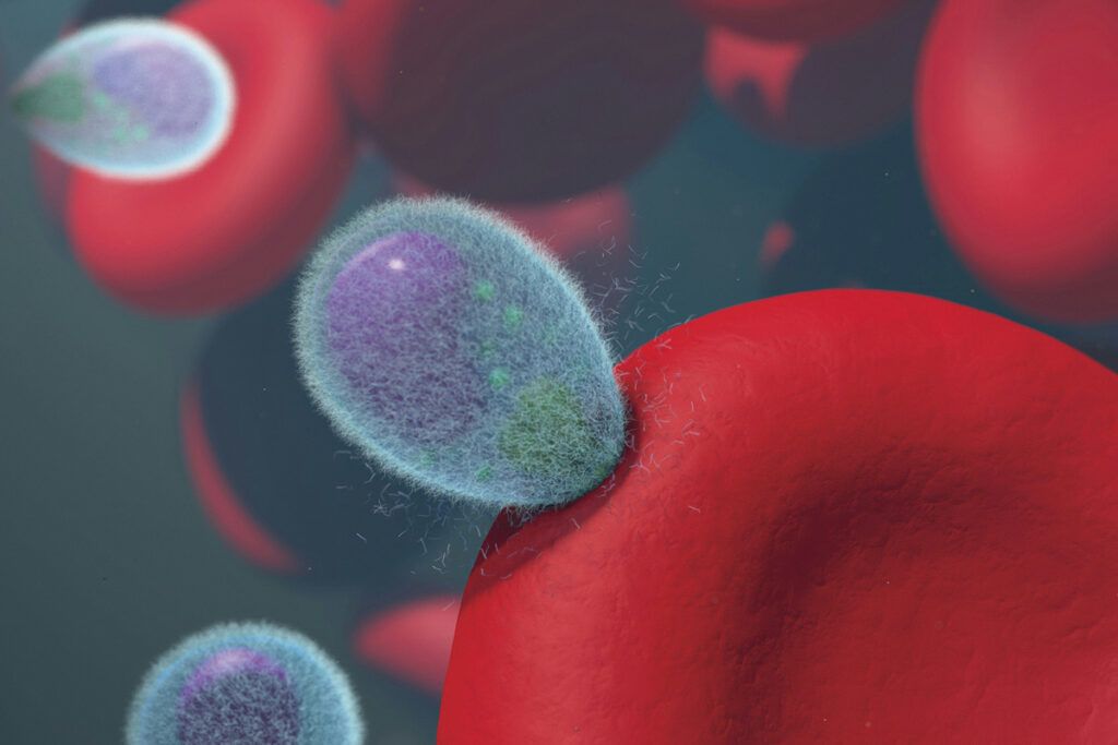 Blood cells