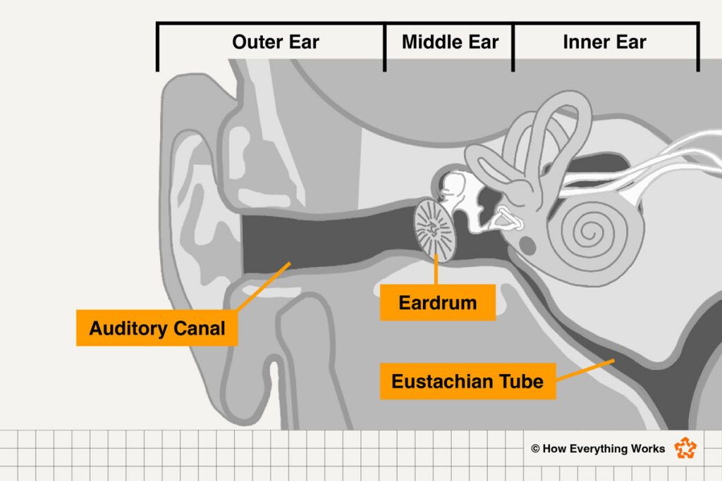 Diagram of the inner ear