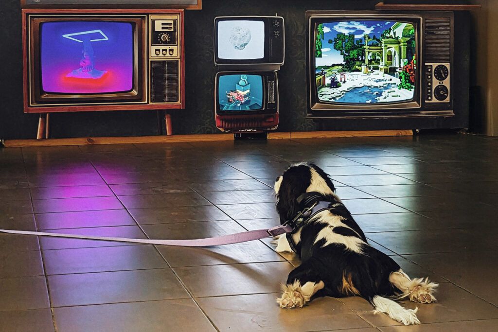 Dog watching multiple TVs
