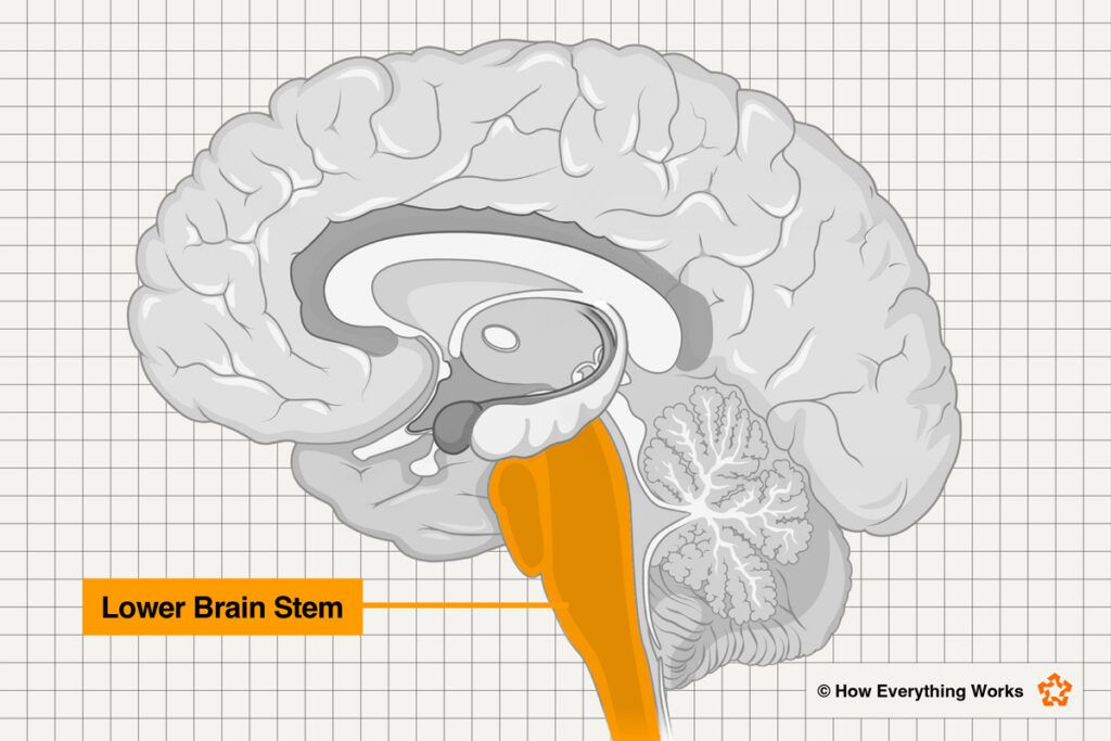 Illustration of lower brainstem