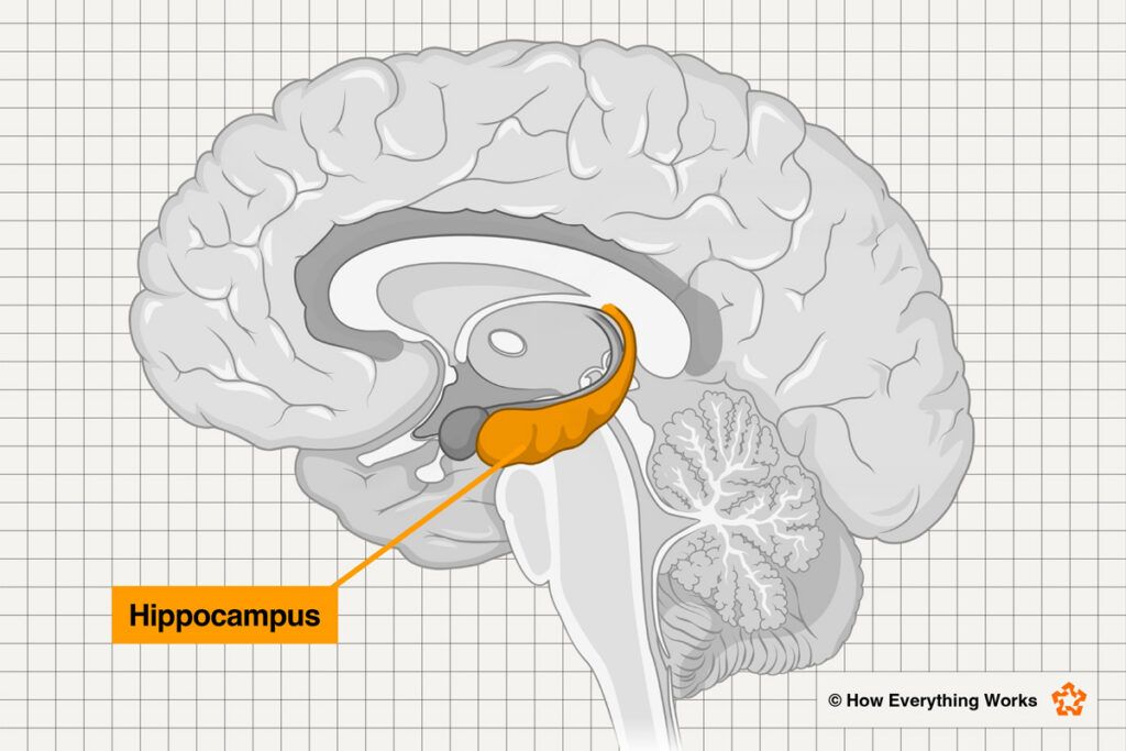 Illustration of hippocampus