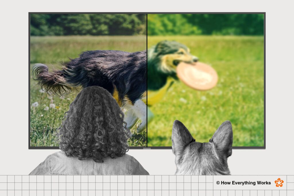 Illustration of how humans and dogs see TV image differently