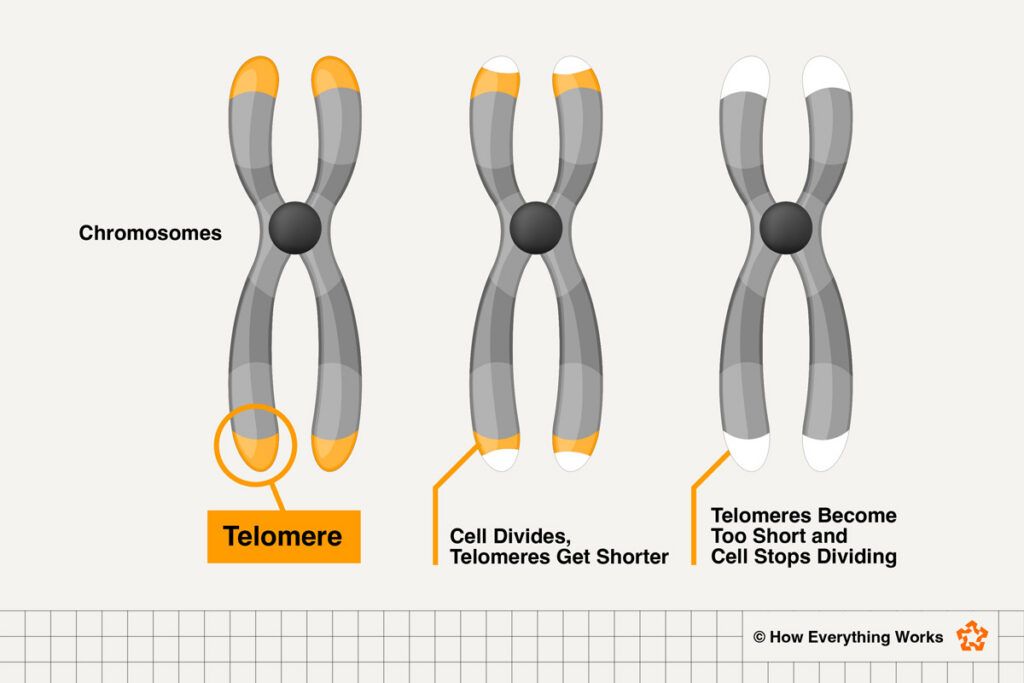 Illustration of telomeres