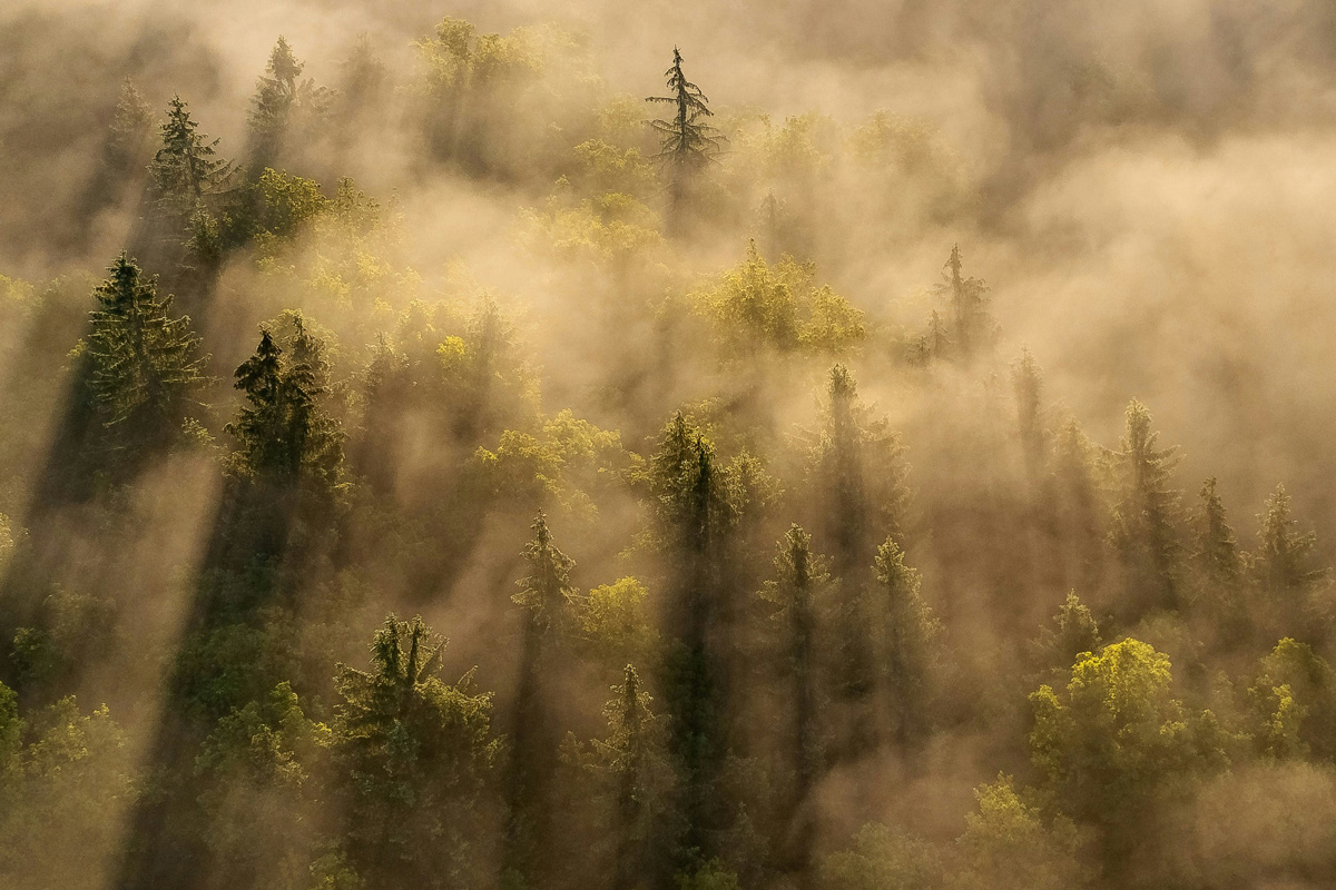 Fog-covered forest