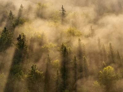 Is Fog Really Just a Cloud?