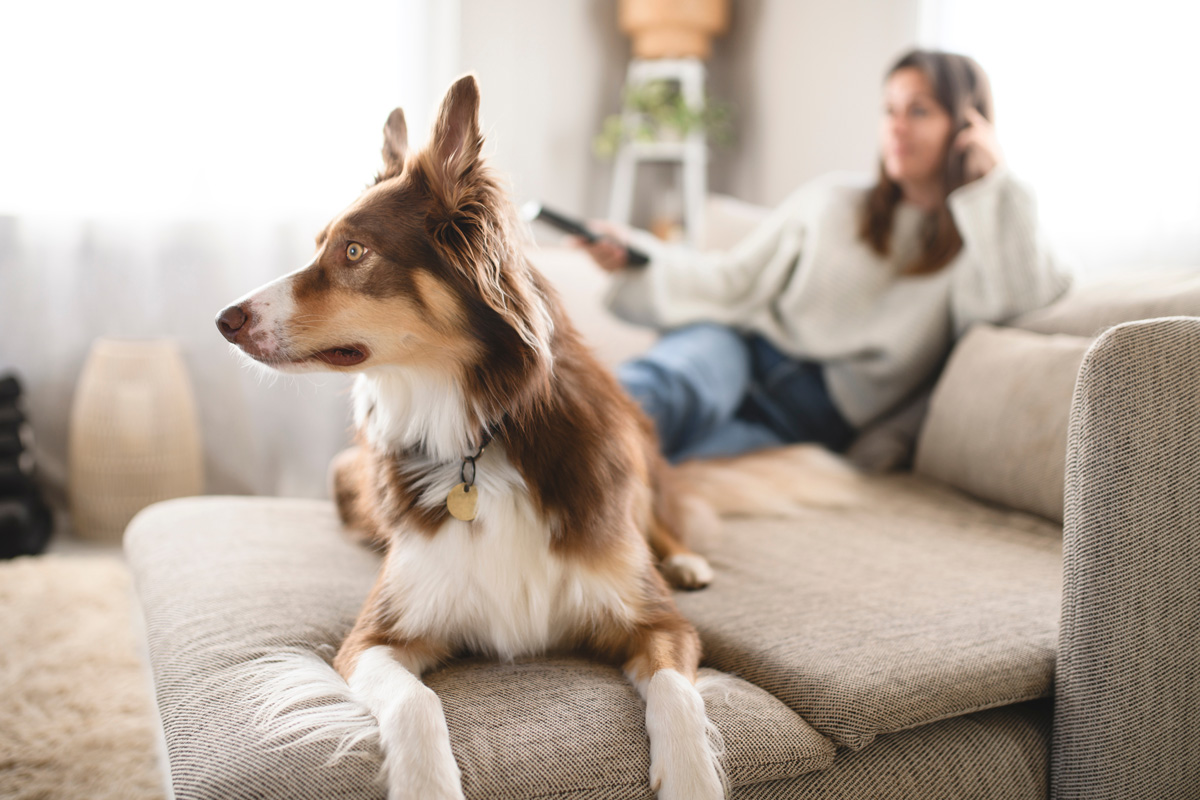 Person and pet watching TV in living room