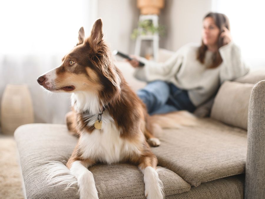 Can Pets See What’s on Your TV?