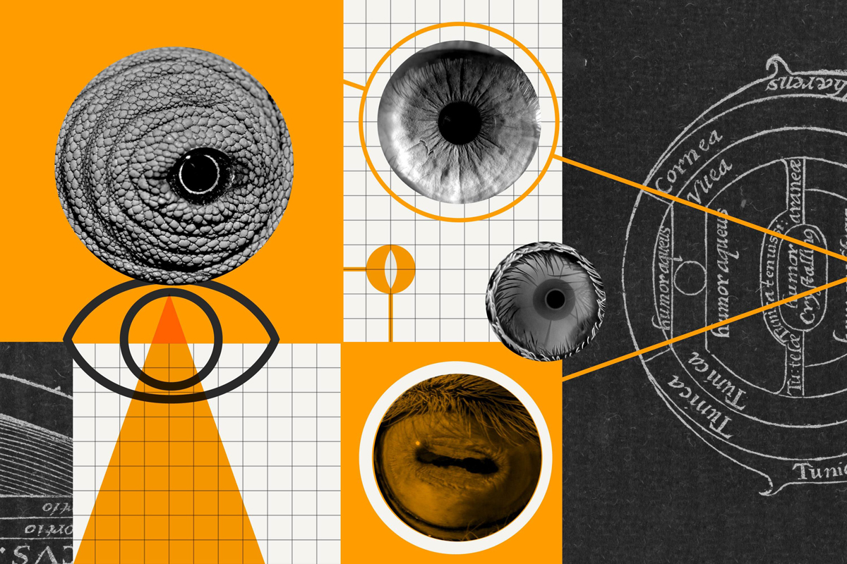 Stylish collage of different animal eyes