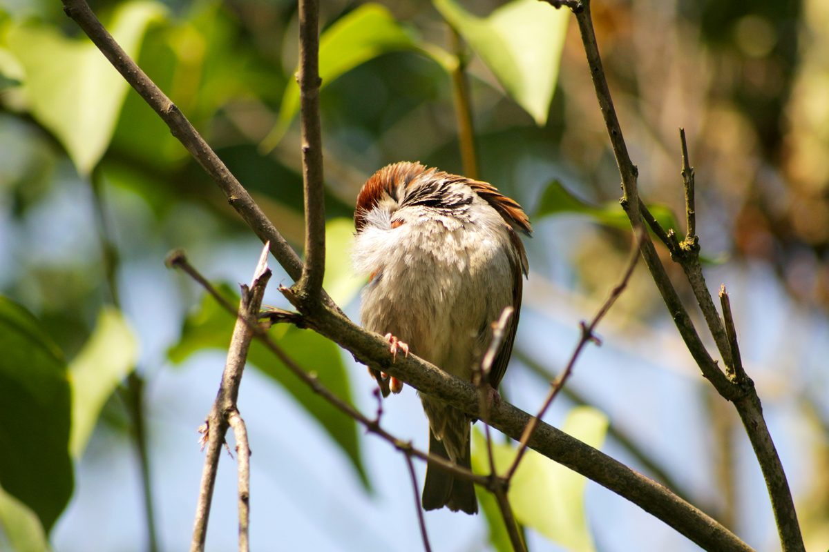 Bird resting on a branch