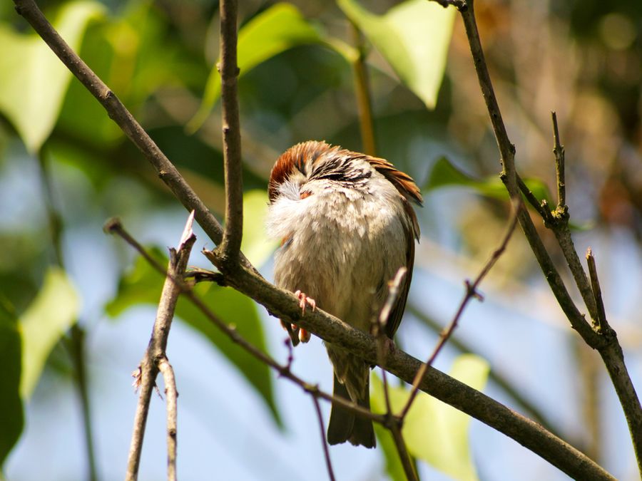 How Do Birds Sleep Without Falling off the Branch?
