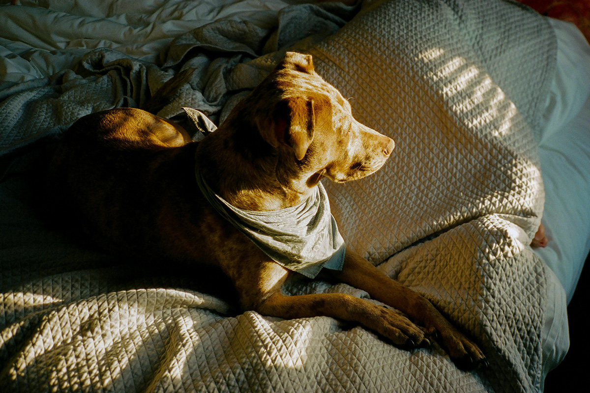 Dog in a dog bed