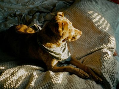 Why Do Dogs Spin in Circles Before Lying Down?