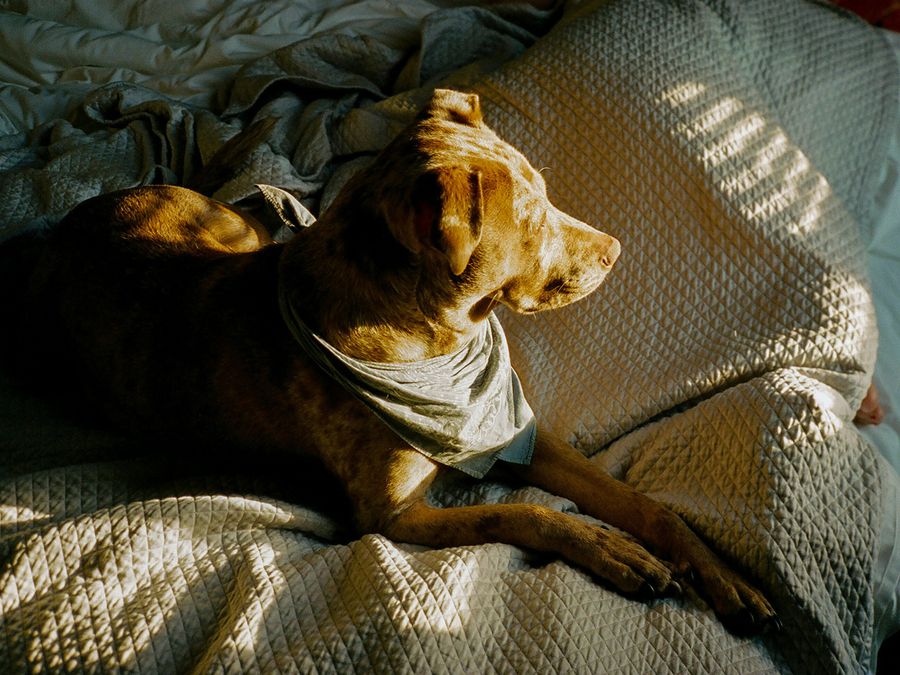 Dog in a dog bed