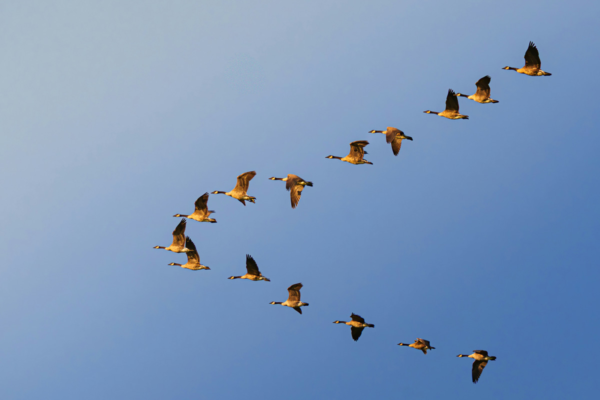 Geese flying in a 'V' formation