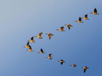 Why Do Geese Fly in a ‘V’?