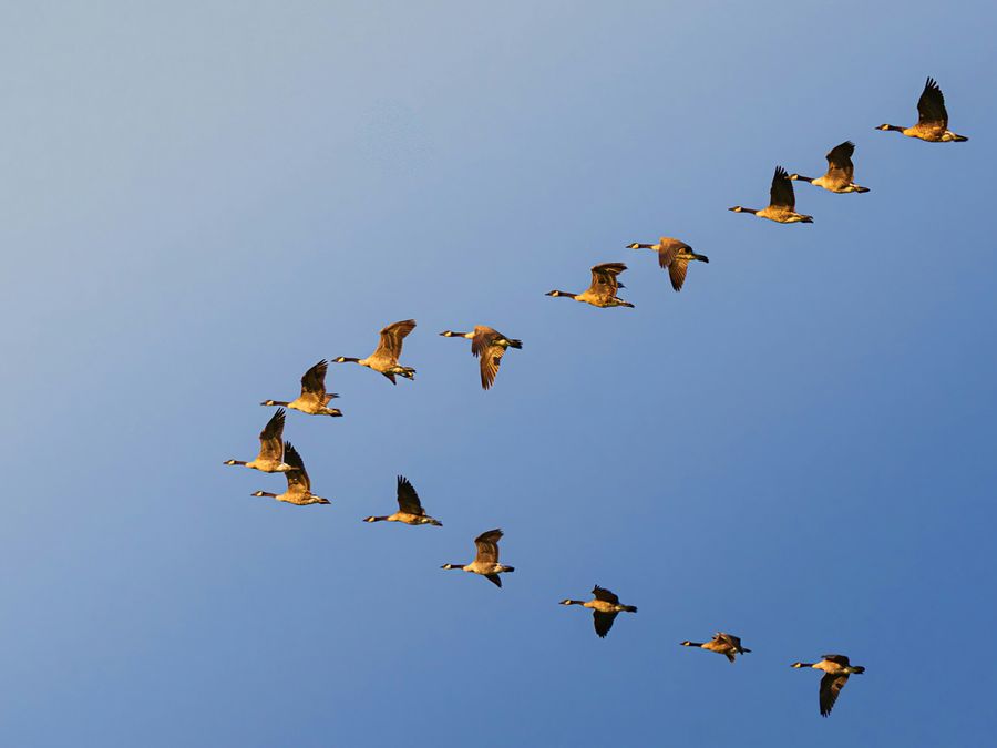 Geese flying in a 'V' formation