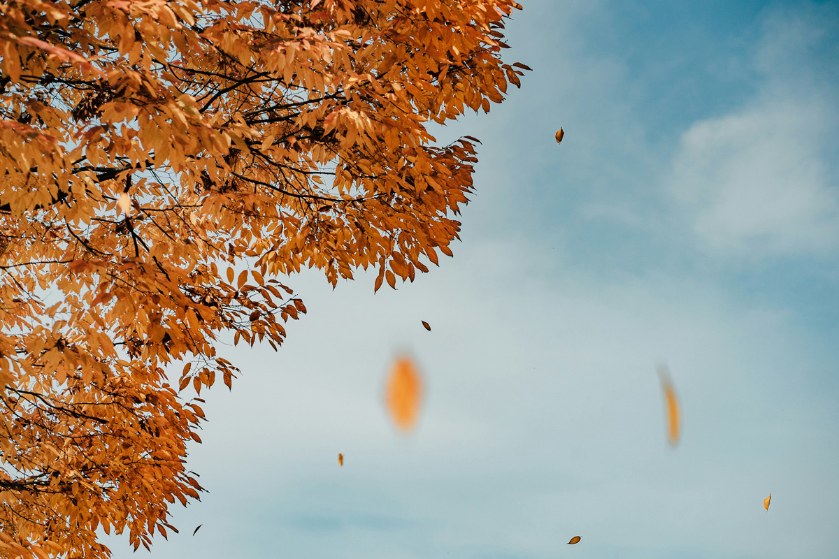 Tree during fall