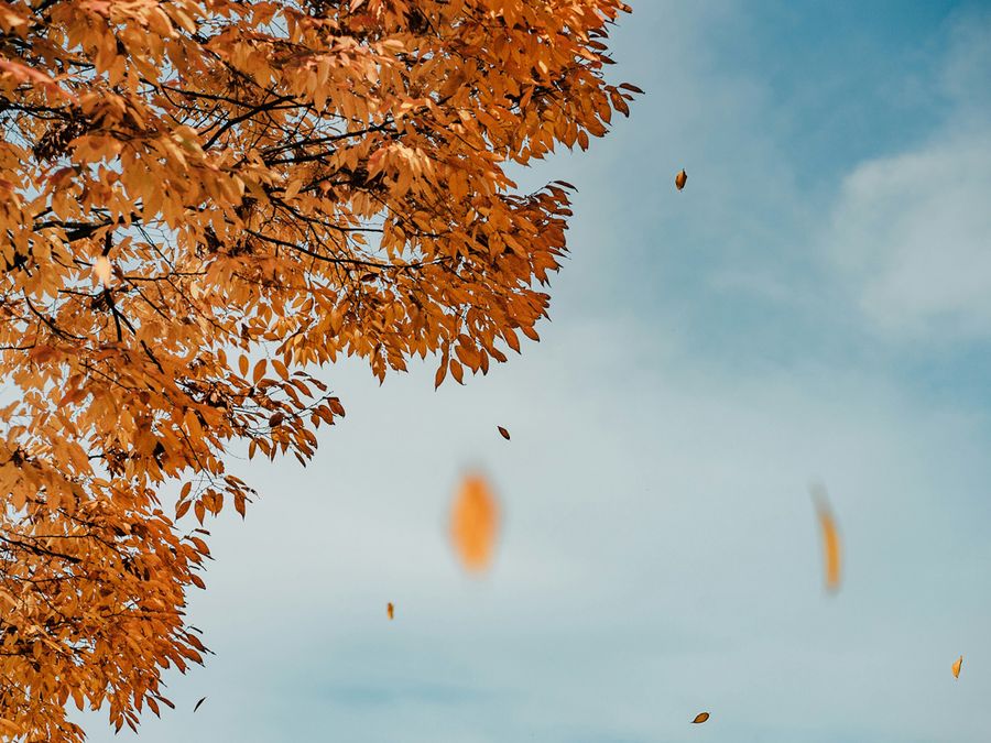 Why Do Leaves Fall Every Autumn?