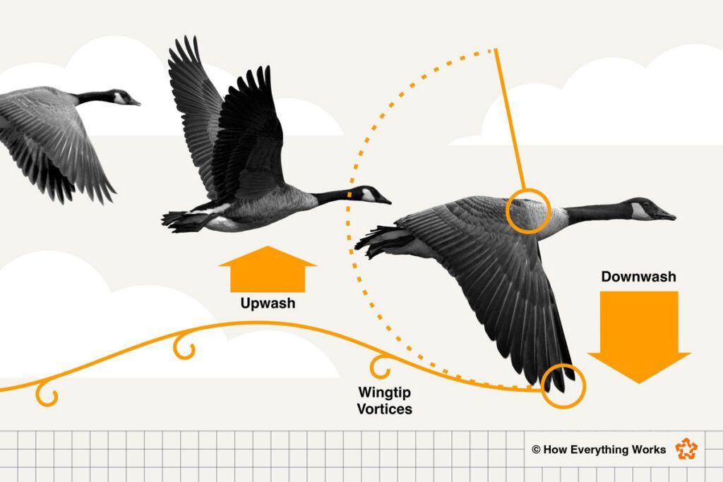 Diagram of aerodynamics in a 'V' formation of geese