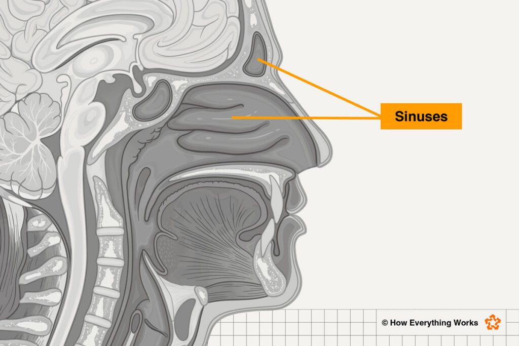 Diagram of sinuses