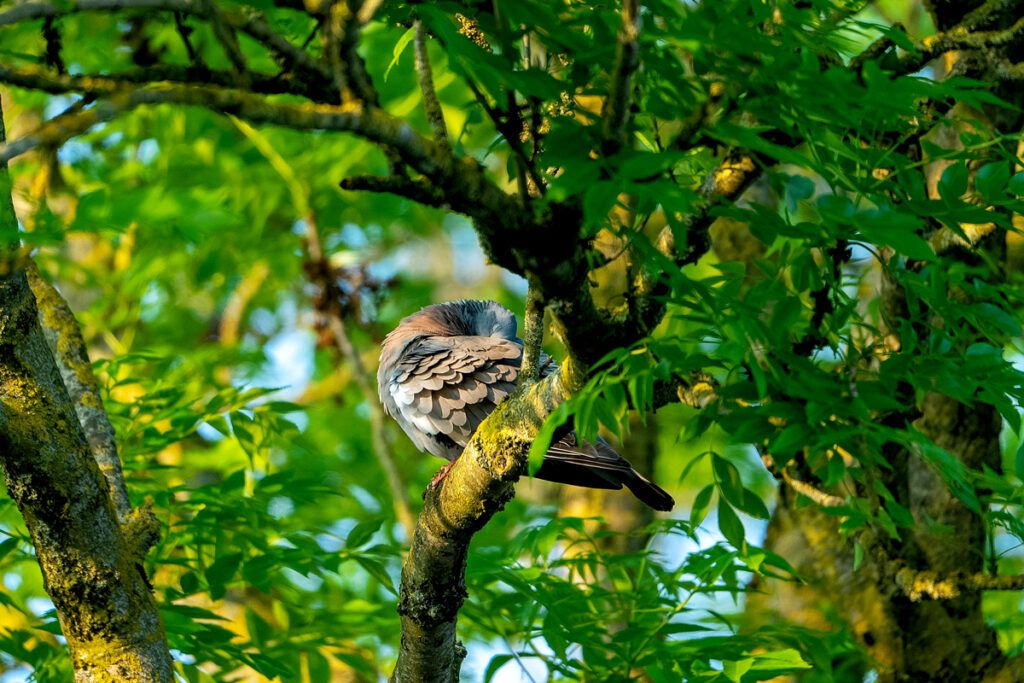 Bird on a tree limb