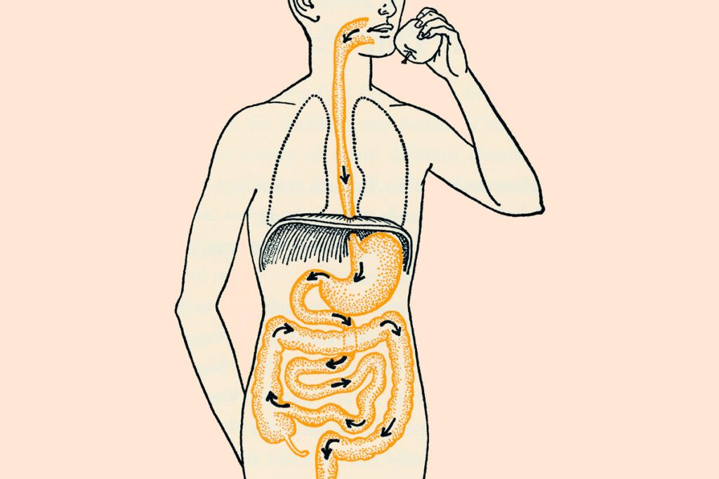 Diagram of digestive system