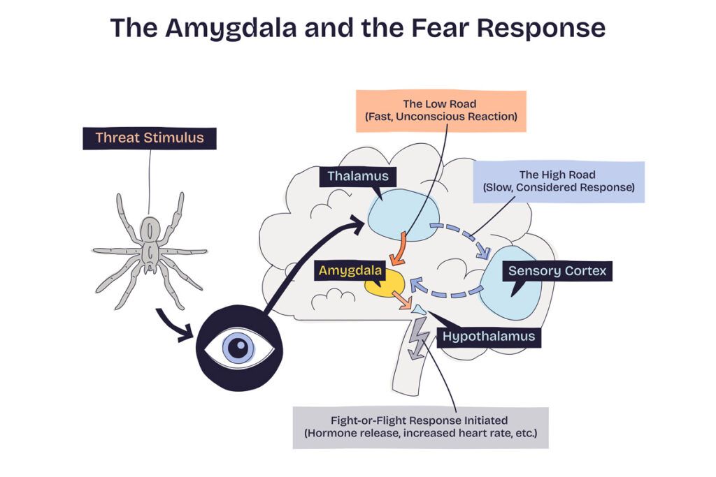 Diagram of fear response in the brain