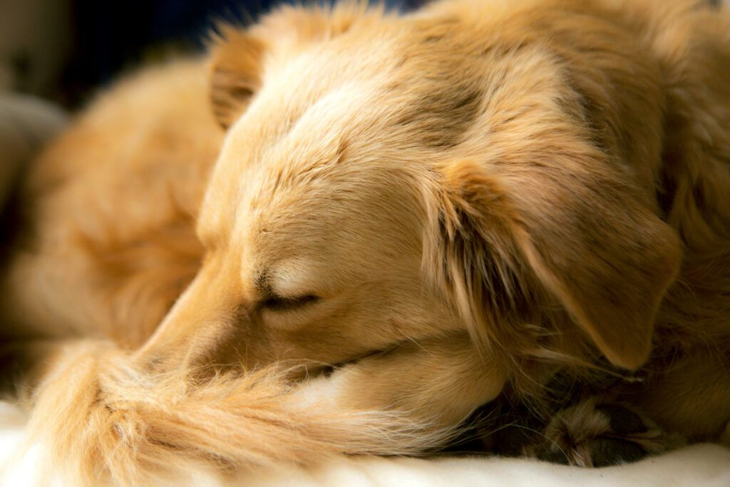 Sleeping golden retreiver