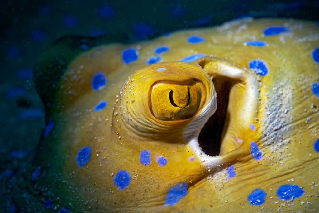 Close-up of the eye of a bluespotted ribbontail ray