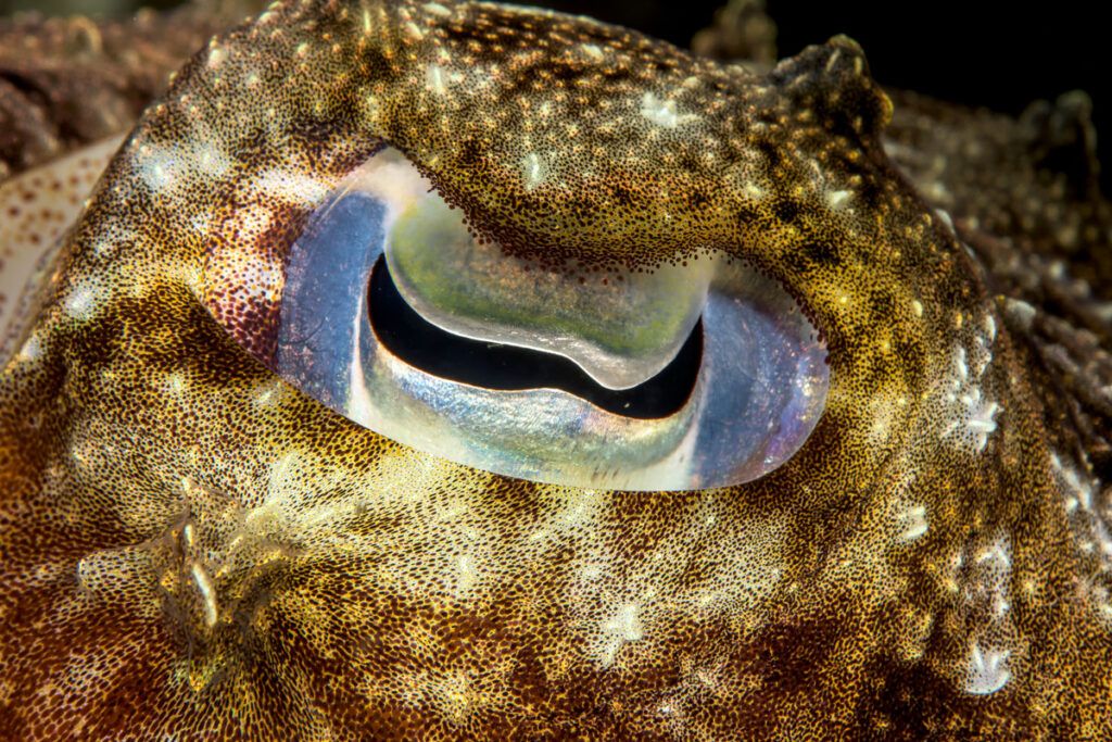 Close-up of a cuttlefish eye