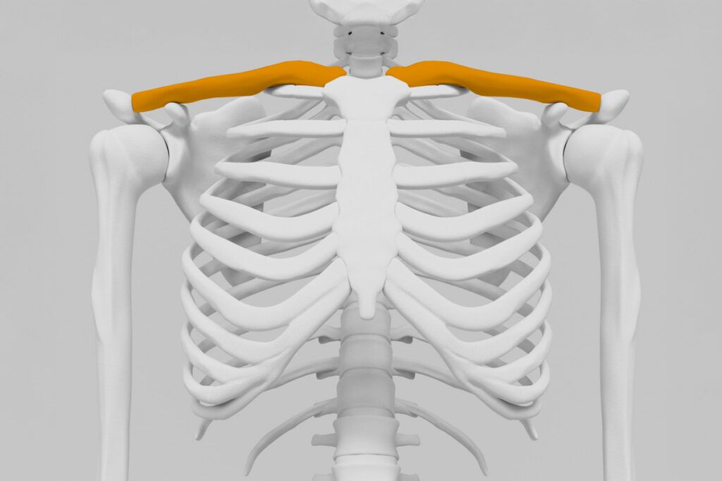 Collarbone highlighted in X-ray