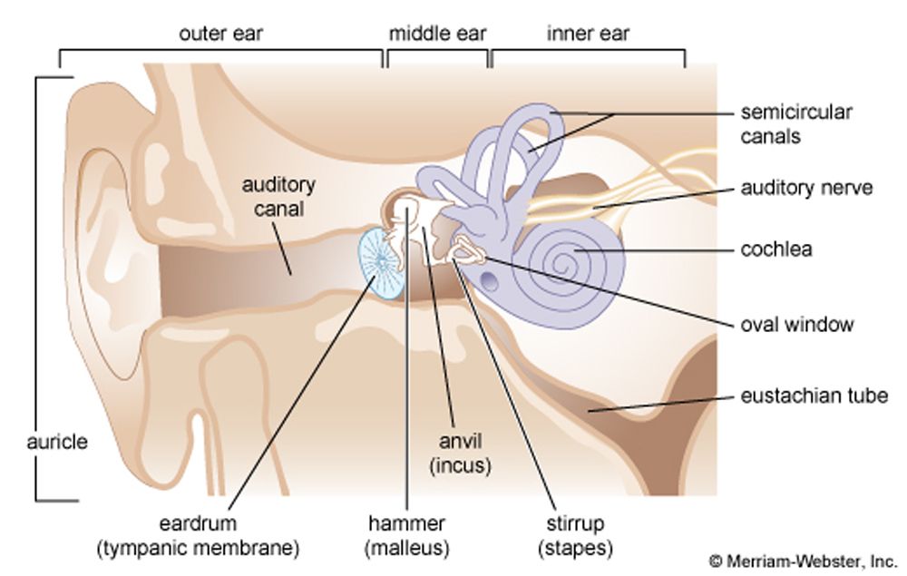Diagram of the inner ear