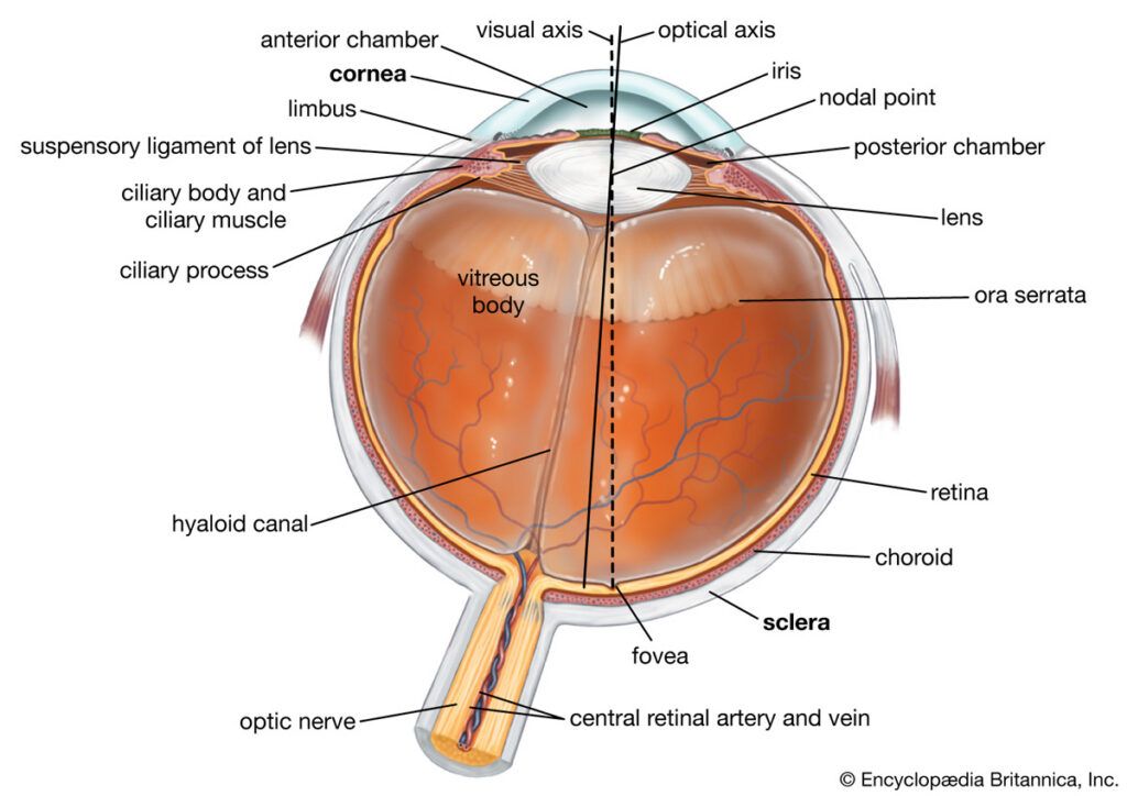Diagram of eye anatomy