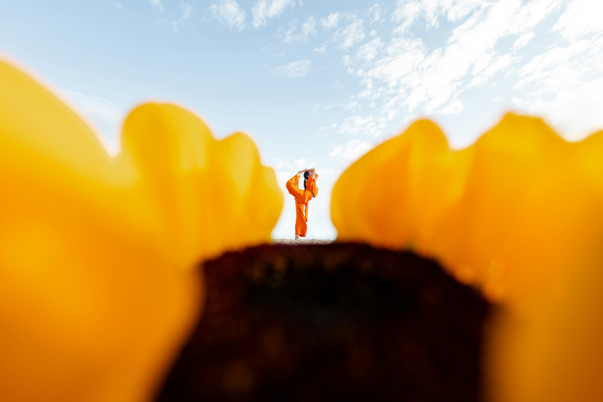 A sunflower in the foreground