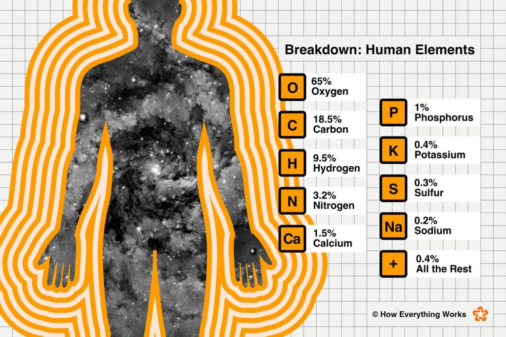 Diagram showing the elements that make up the human body