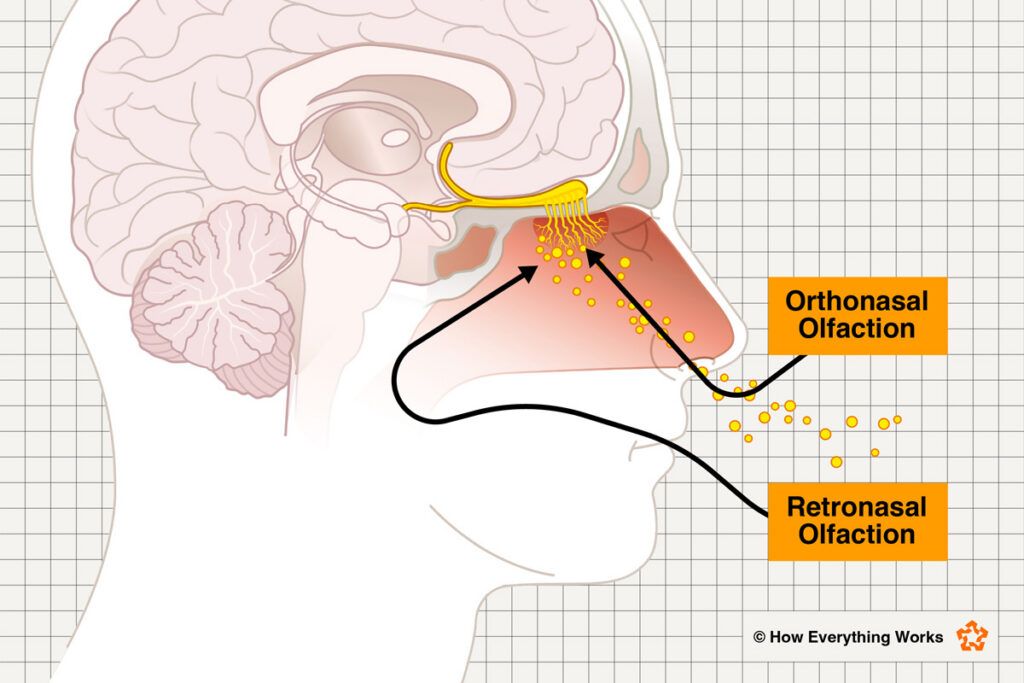 Diagram of how the nose affects flavor
