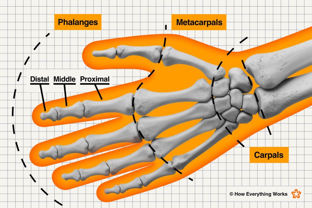 Diagram of hand bones