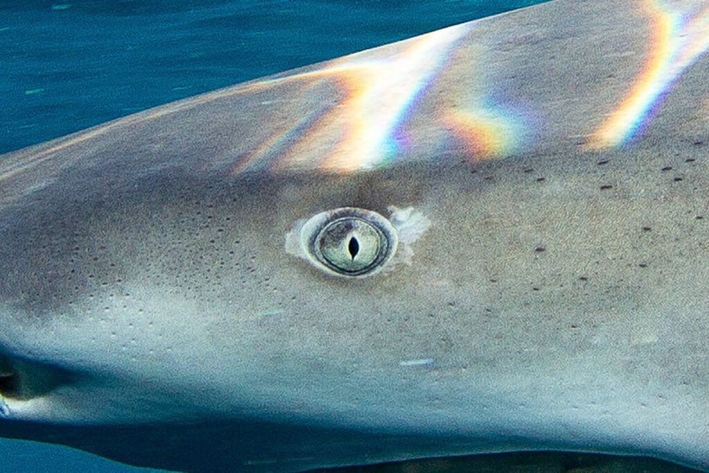 Close-up of lemon shark eye