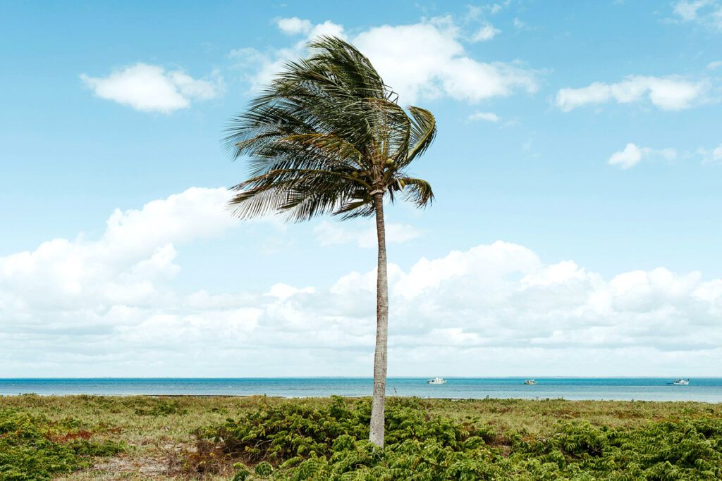 Palm tree blowing in the wind