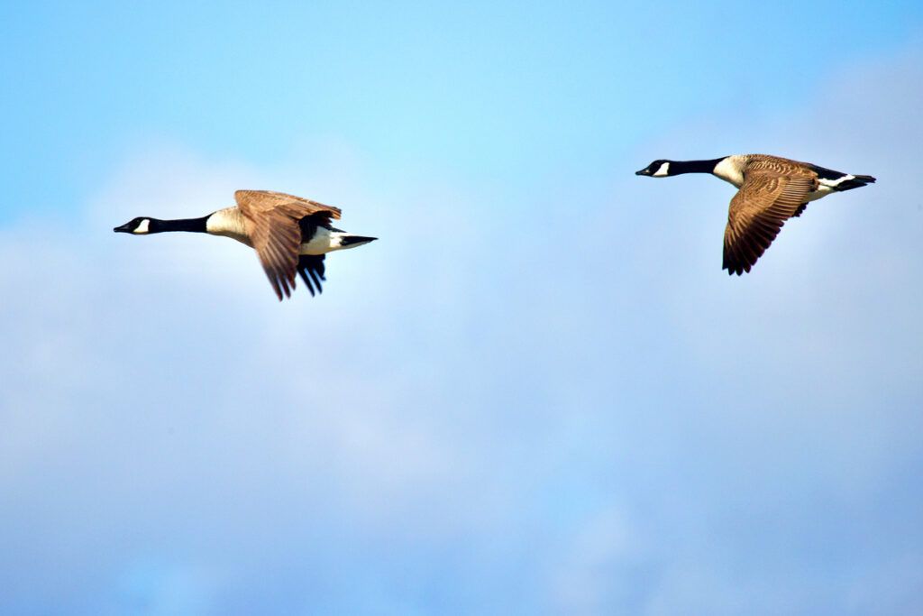 Two geese flying