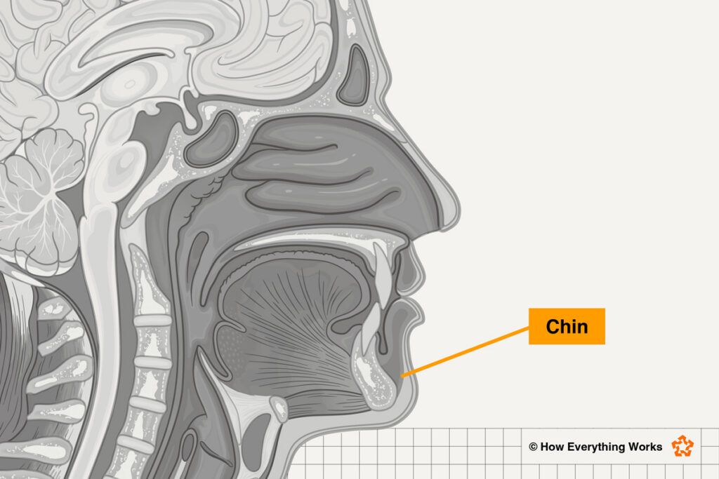 Diagram of the chin