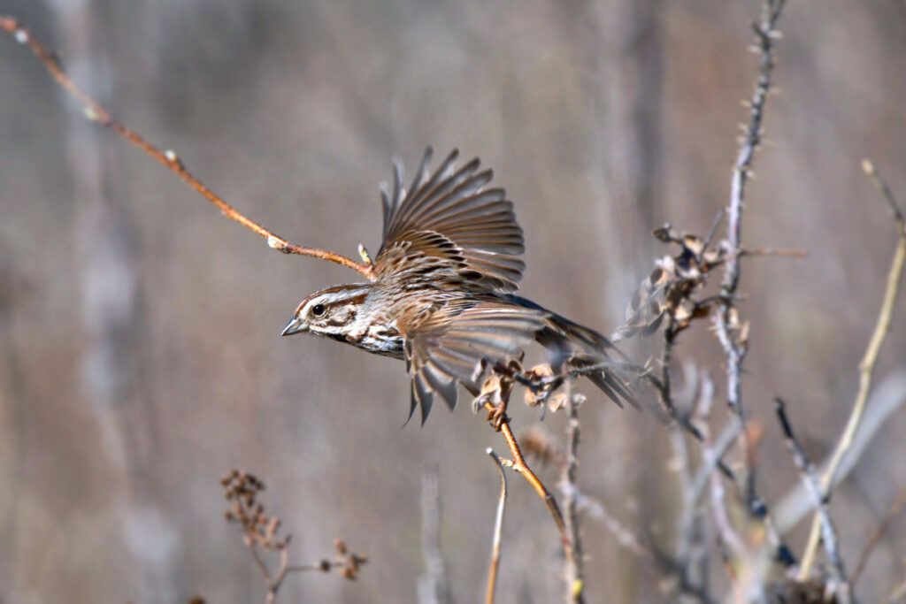 Bird balancing on a branch