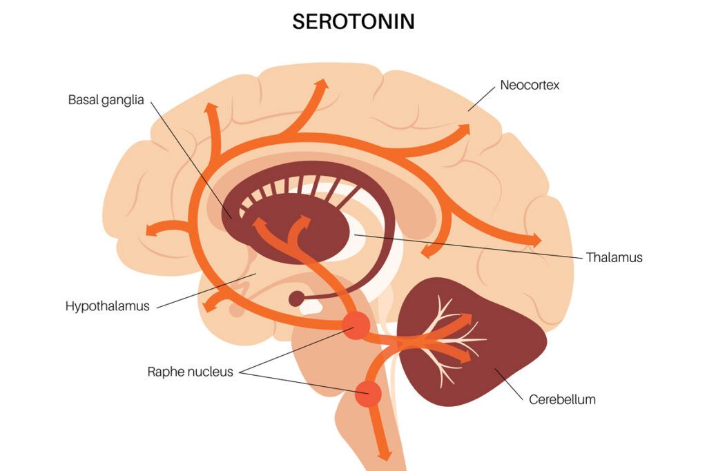 Diagram of the brain