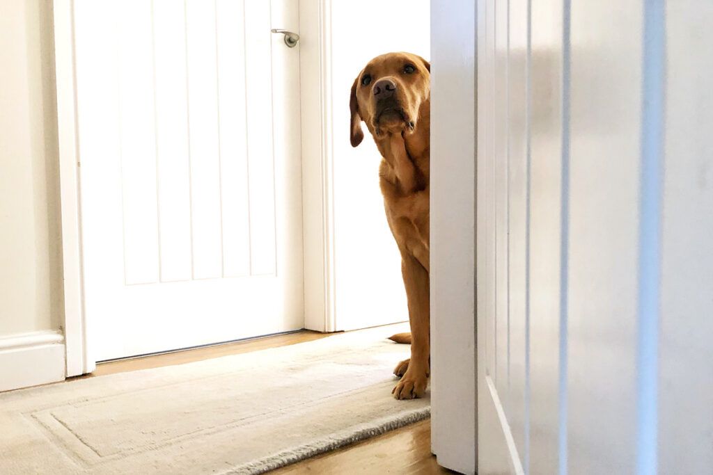 Pet dog in hallway