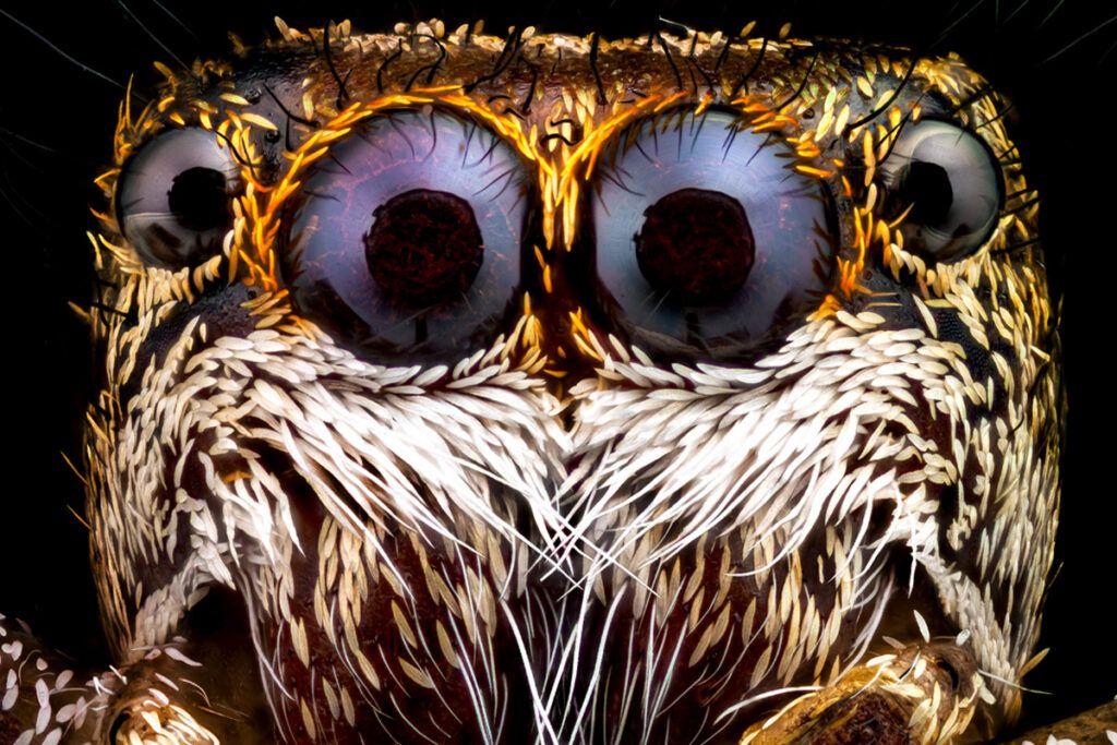 Close-up of the eyes of a jumping spider